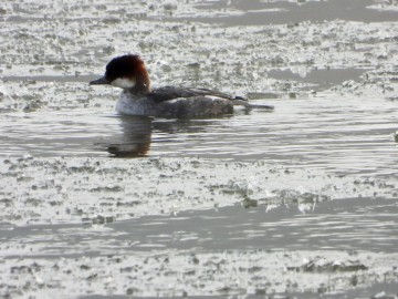 Zima w Spalskim Parku Krajobrazowym, <p>bielaczek</p>